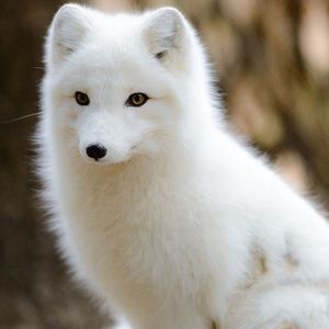 Meet your Posher, Mara